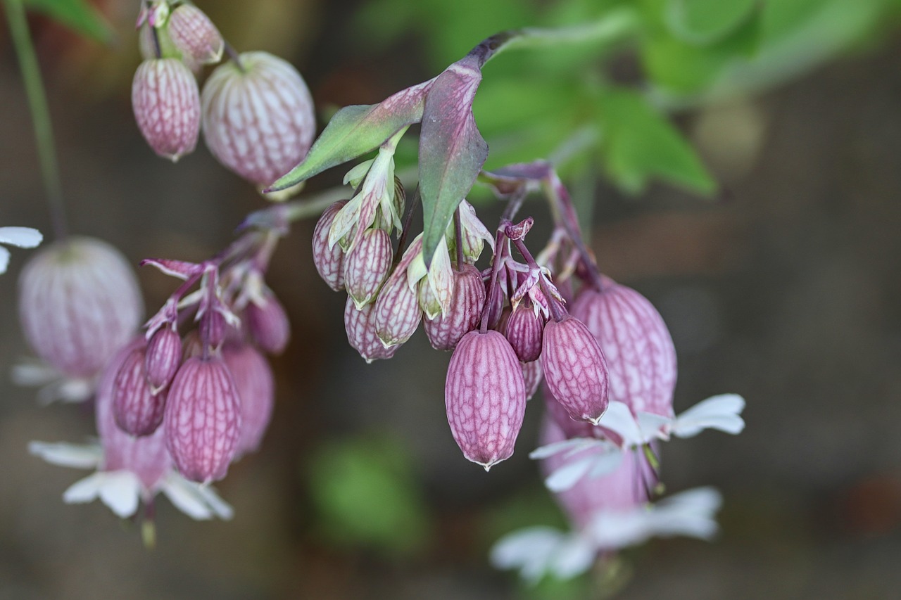 Silene: cuidados, especies y cultivo de la colleja