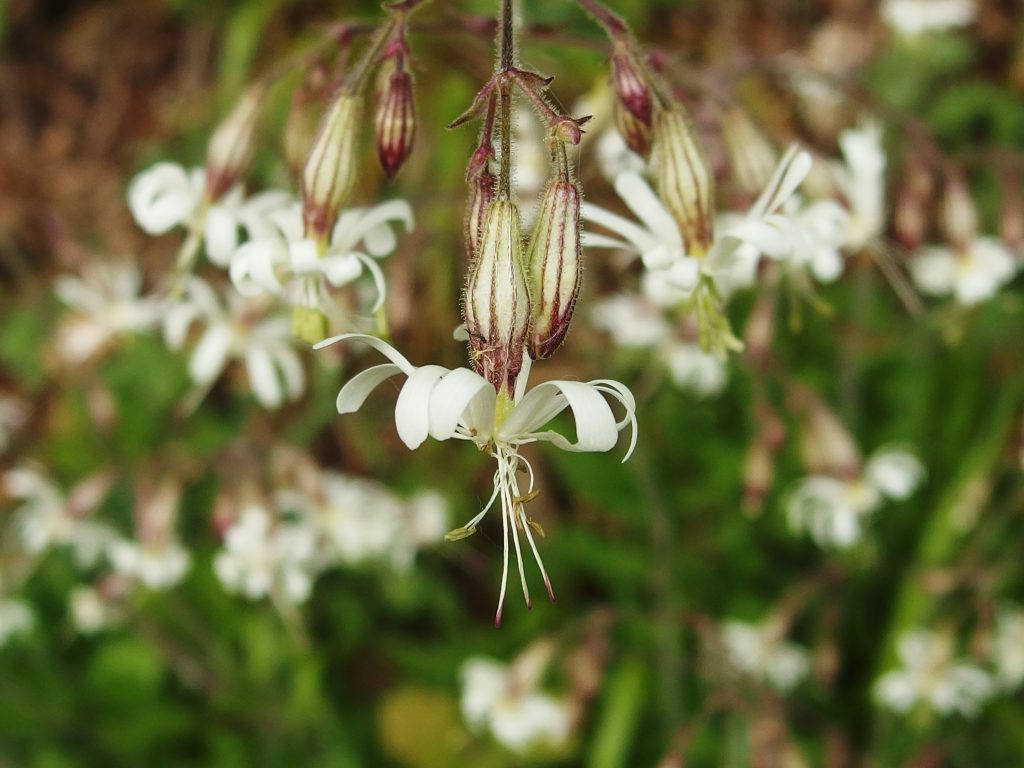 Vista del Silene nutans