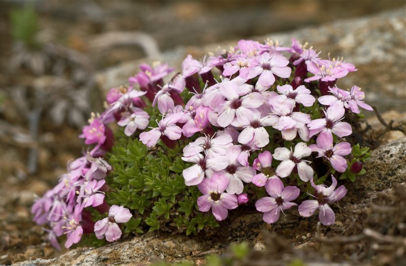 Cojinete de Silene acaulis cubierto de flores rosas en alta montaña