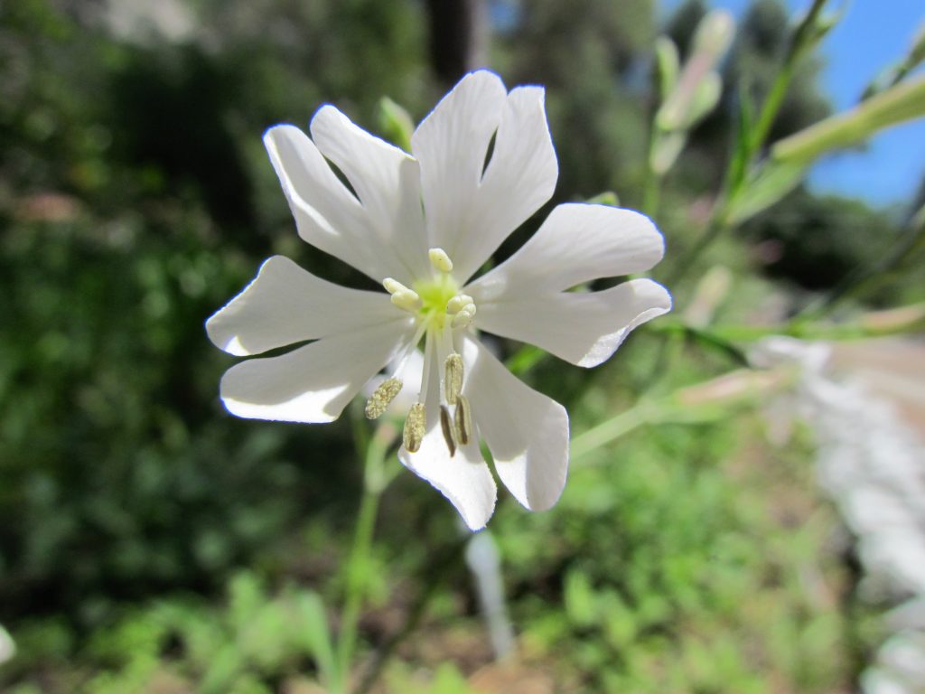 Vista de la silene, una hierba