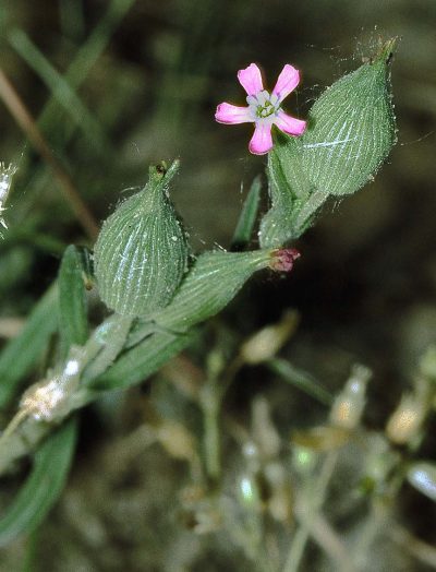 Vista de la Silene conica