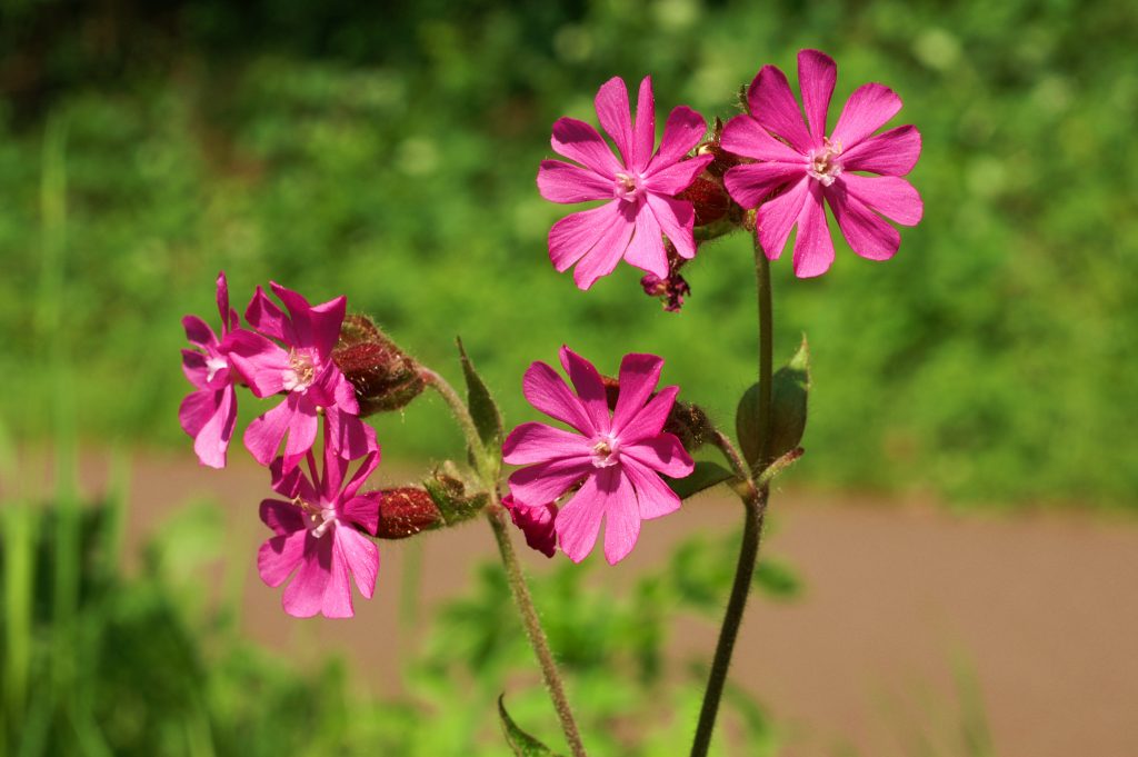 Vista de la Silene dioica