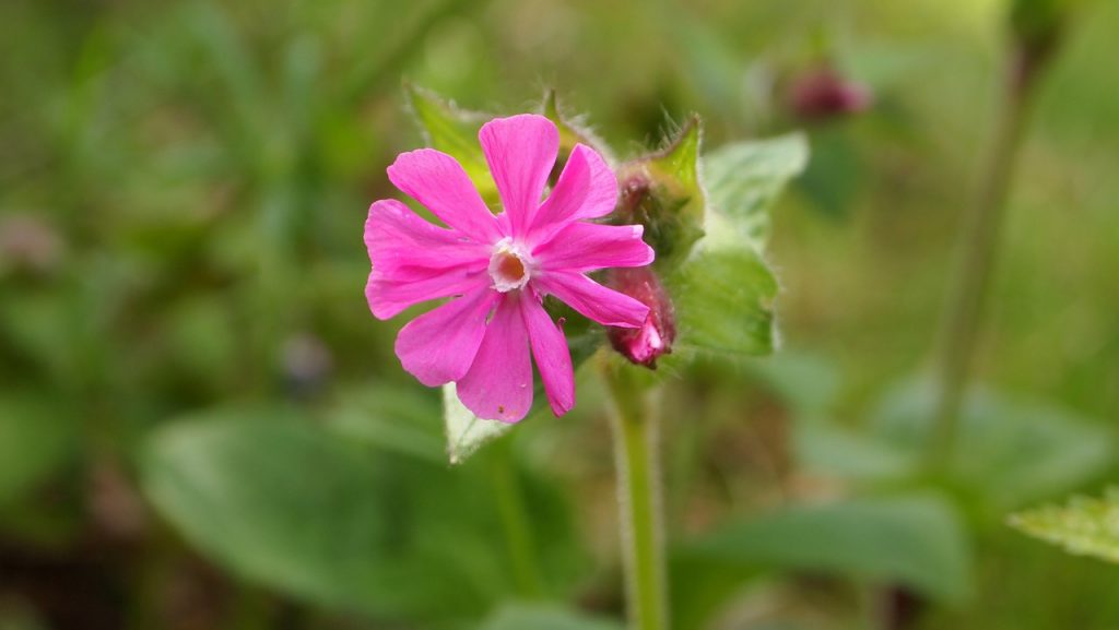 Las flores de la Silene son pequeñas