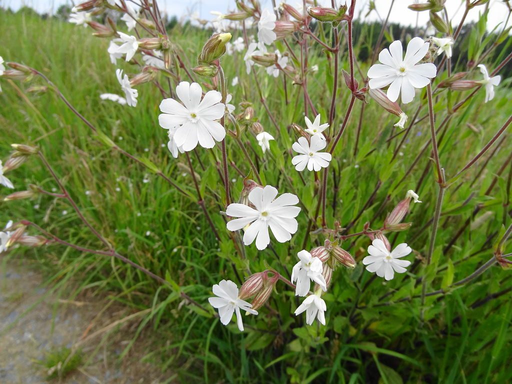 Vista de la Silene latifolia