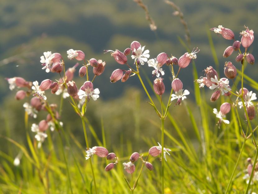 Flores blancas de Silene vulgaris con el cáliz hinchado característico