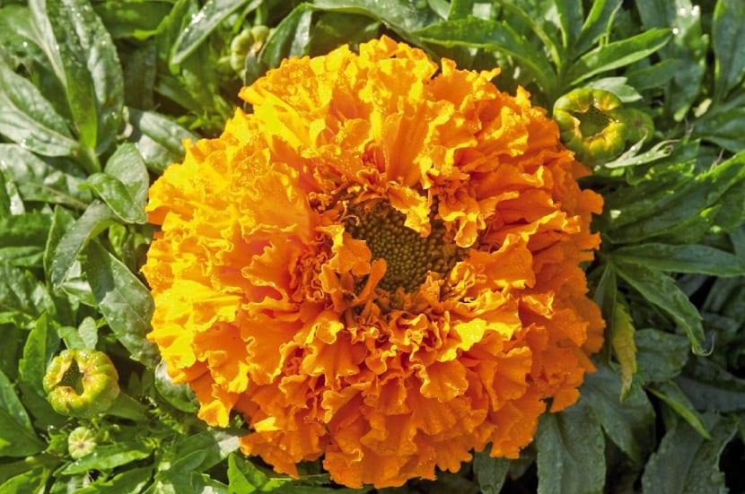 Flor del Tagete erecta