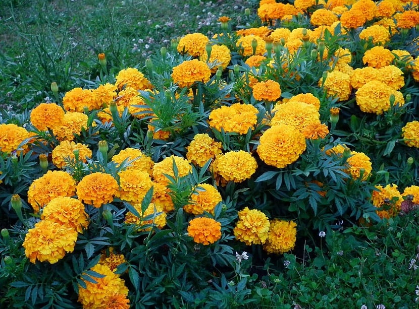 Clavelón (Tagetes erecta): siembra, cuidados y floración