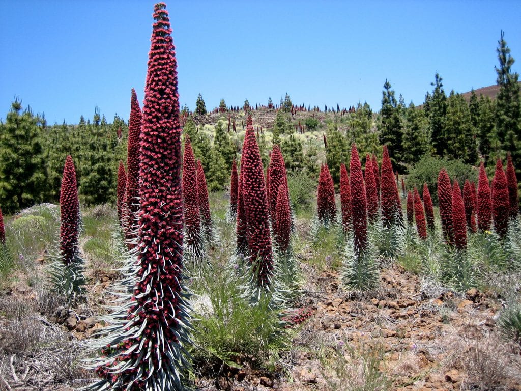 Tajinaste del Teide: cultivo y cuidados de Echium wildpretii