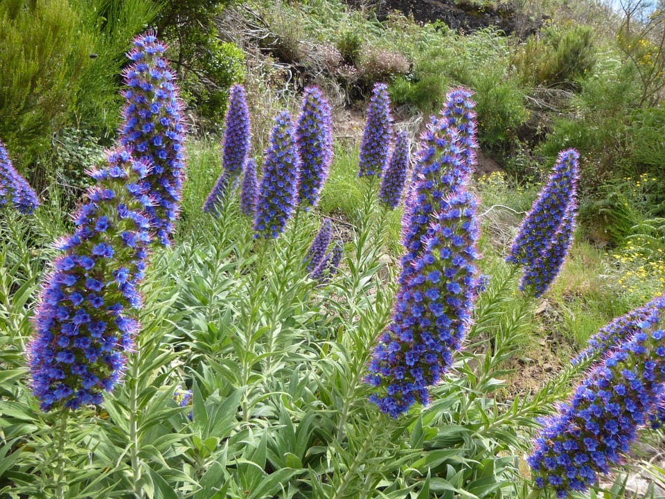 Tajinaste: especies canarias y cómo cultivarlo en el jardín