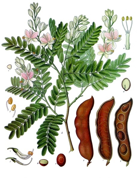 Tamarindo: tipos, características, tamaño, variedades, colores…