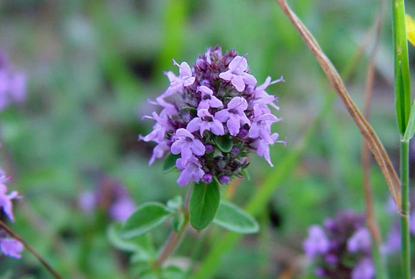 Flores del Thymus serpyllum