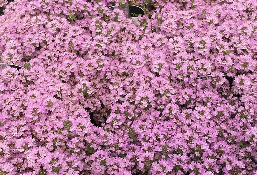 Thymus serpyllum
