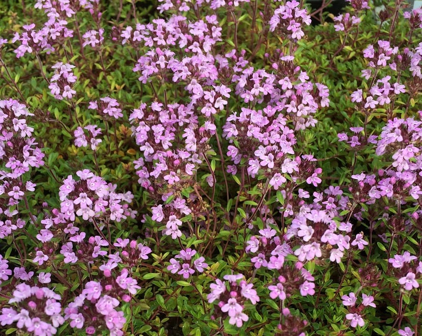 Thymus serpyllum o serpol: cultivo, usos y evidencia real