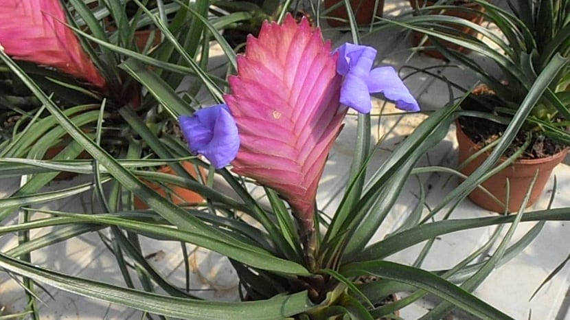 Tillandsia cyanea: cuidados, riego y floración en maceta