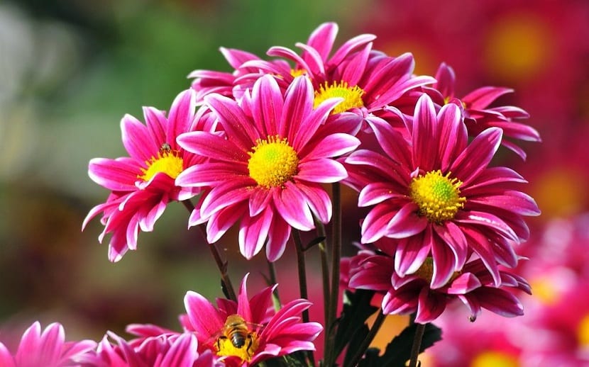 Tipos de flores: cómo se clasifican y para qué sirve saberlo