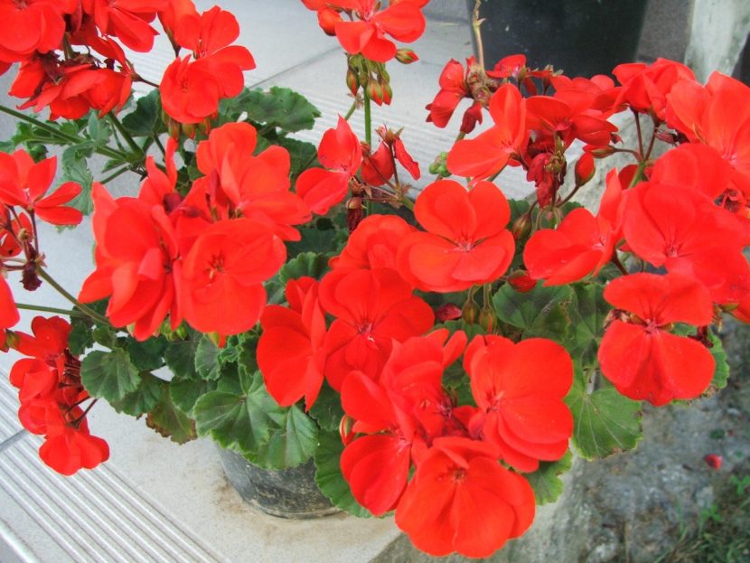 Geranio zonal en flor, un Pelargonium de balcón