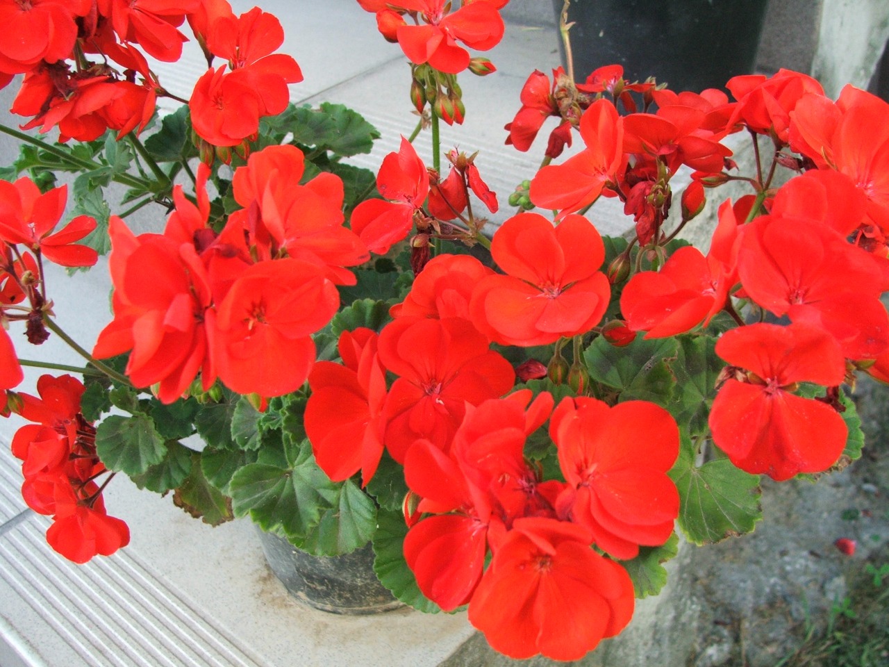 El geranio zonal es una planta de flores rojas, rosas, o blancas