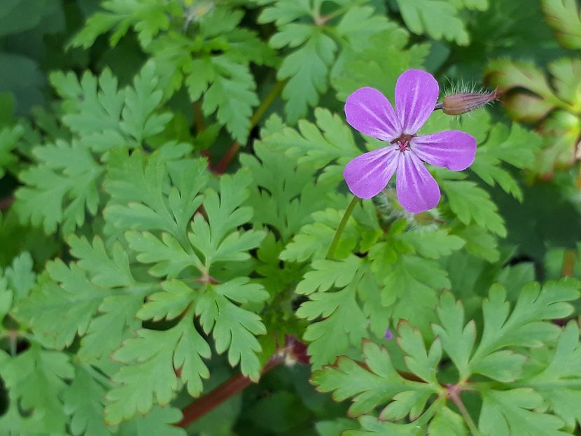 Geranium robertianum, hierba de San Roberto, en su ambiente natural