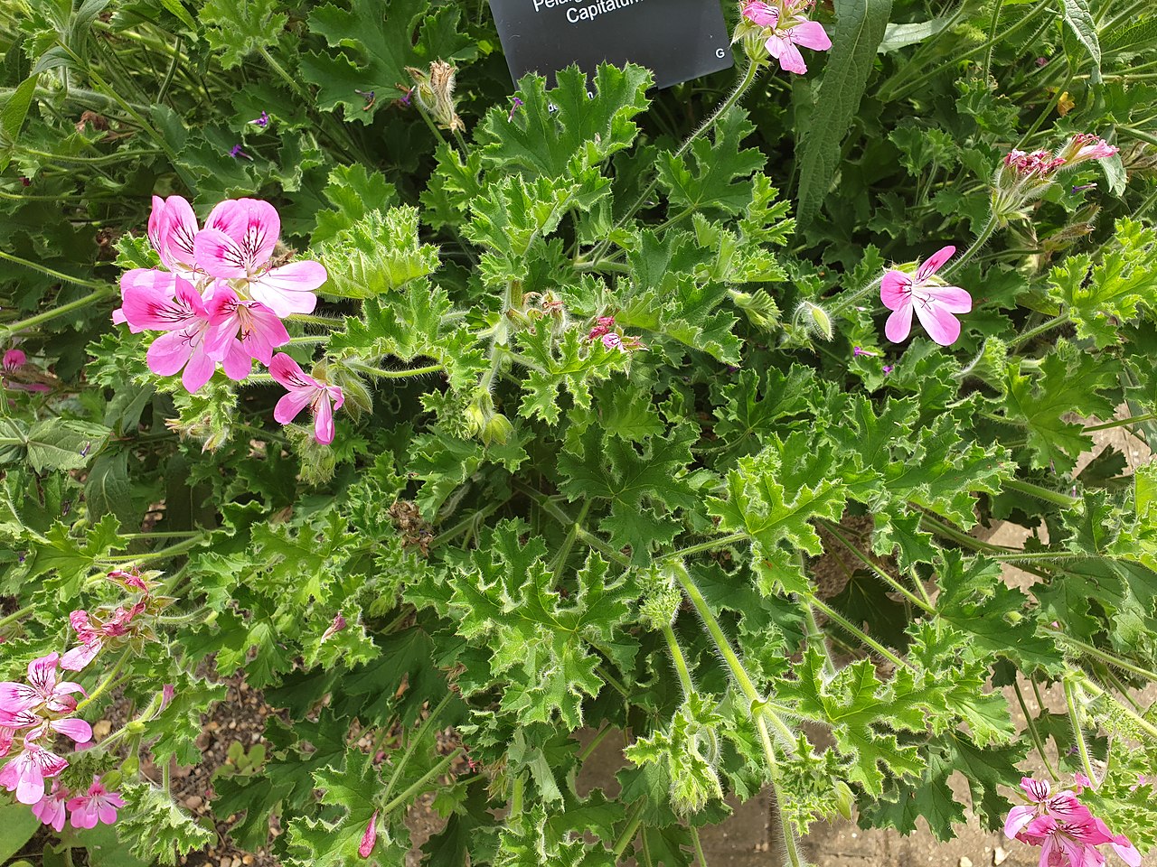 El Pelargonium capitatum es una planta de flores rosadas