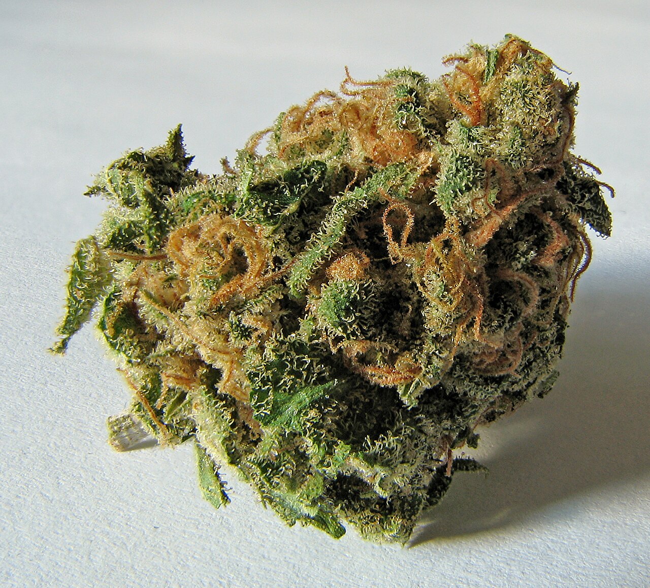 Todo sobre la marihuana