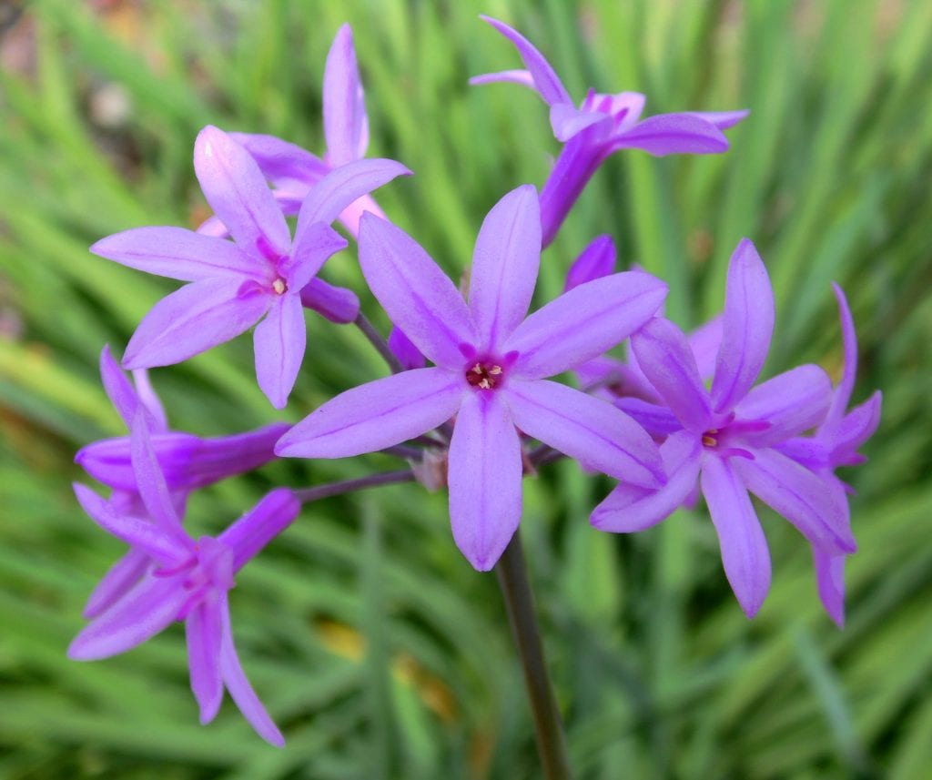 Umbela de flores lilas de Tulbaghia violacea