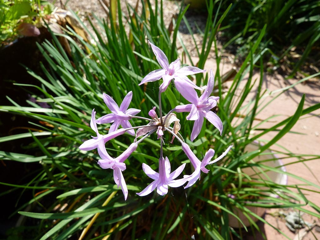 Mata de Tulbaghia violacea con sus hojas lineales