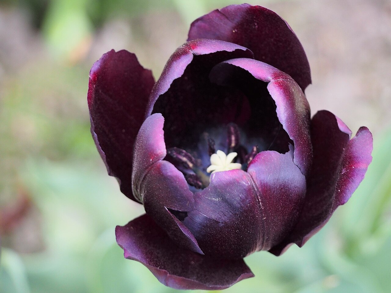 Tulipán Queen of the night