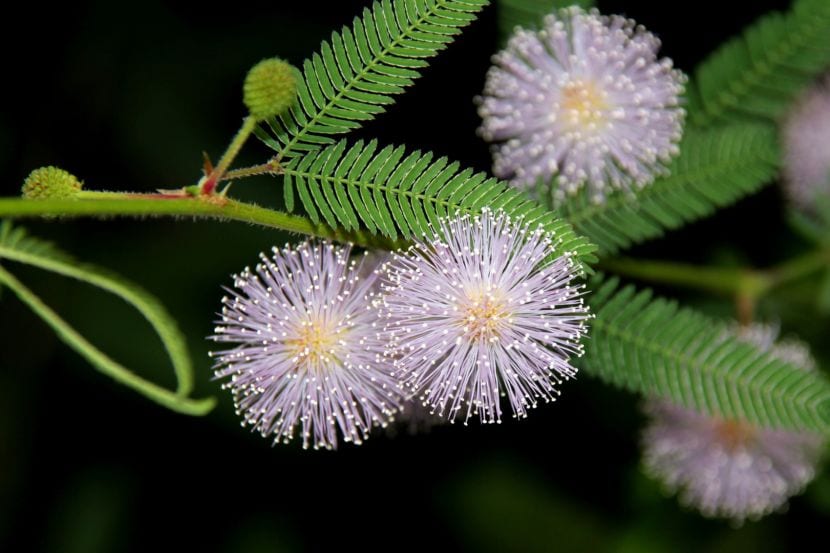 Mimosa pudica: por qué cierra las hojas y cómo cultivarla