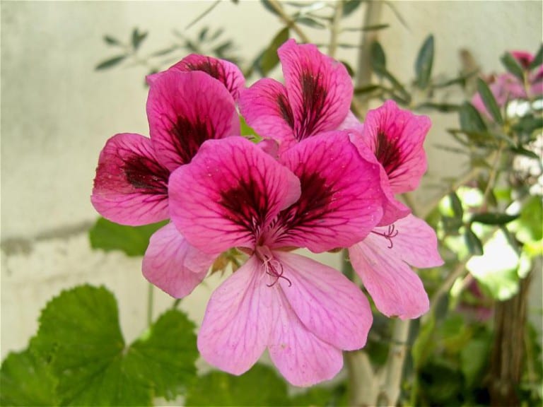 Pelargonium x domesticum, geranio de pensamiento, con sus manchas oscuras