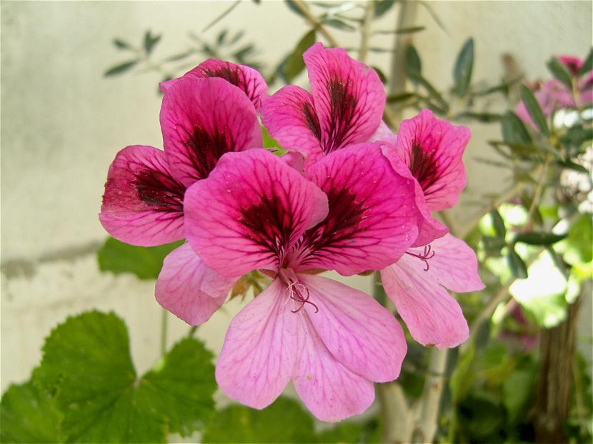 Pelargonium domesticum