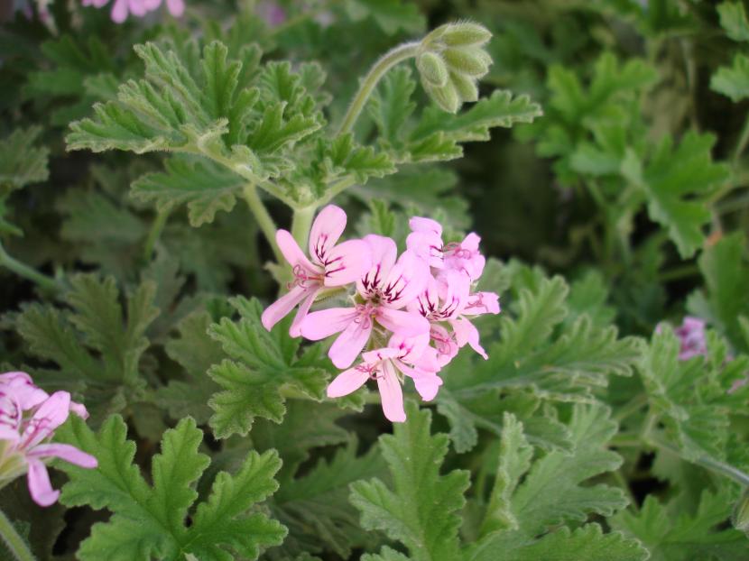 Pelargonium graveolens