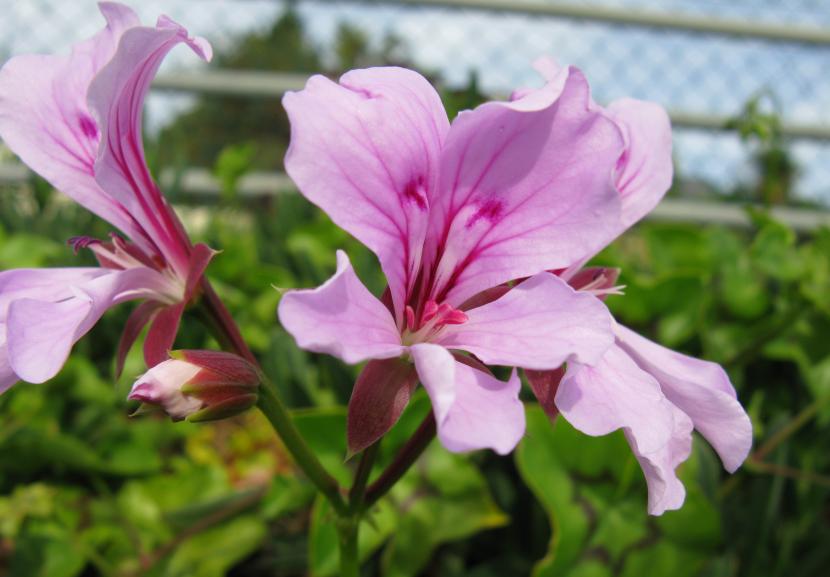 Pelargonium peltatum