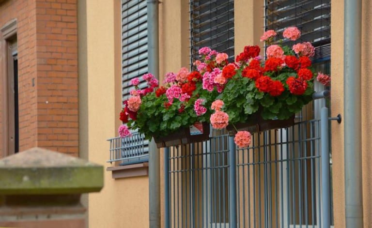 Gitanillas colgando de una jardinera de balcón