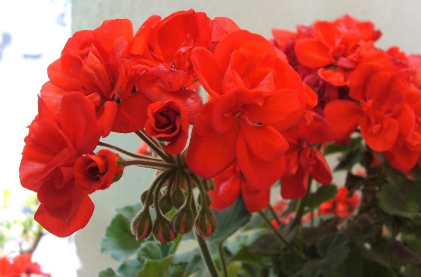 Pelargonium zonale