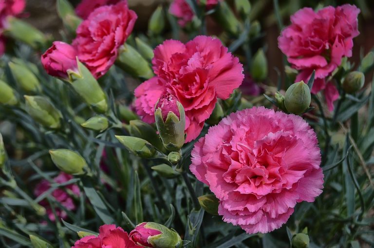 Claveles de color rosa fuerte en el cultivo