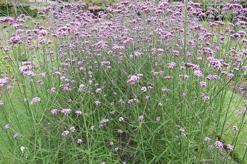Características de la Verbena bonariensis