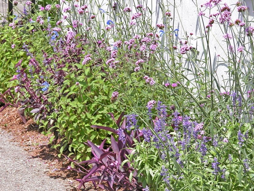 Decoración con la verbena púrpura