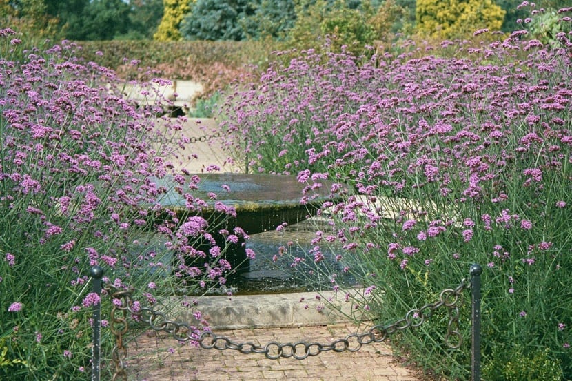 Jardines decorados con Verbena bonariensis