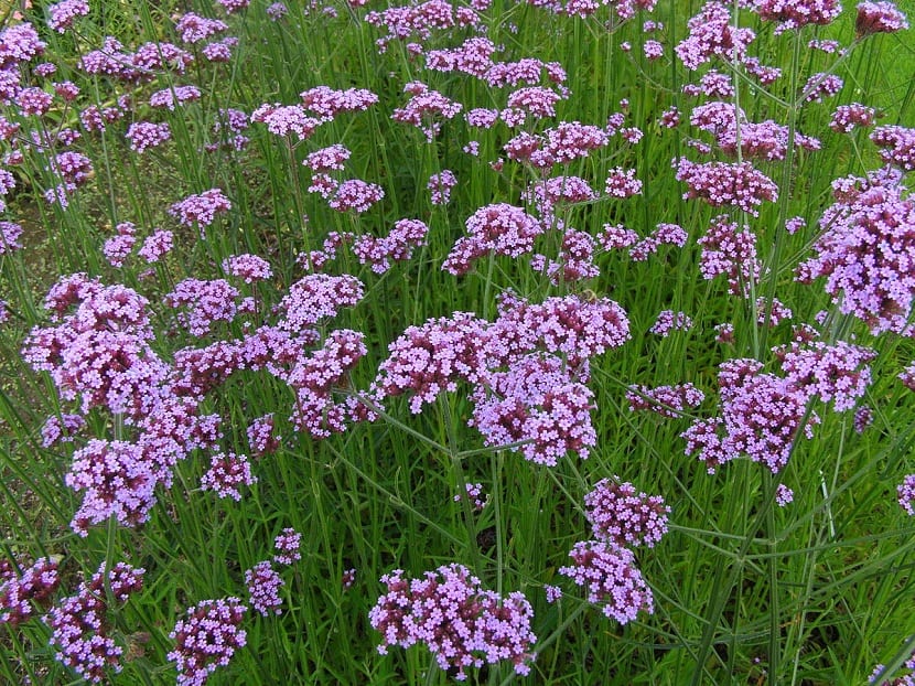 Verbena bonariensis: cultivo, poda y diseño con verbena púrpura