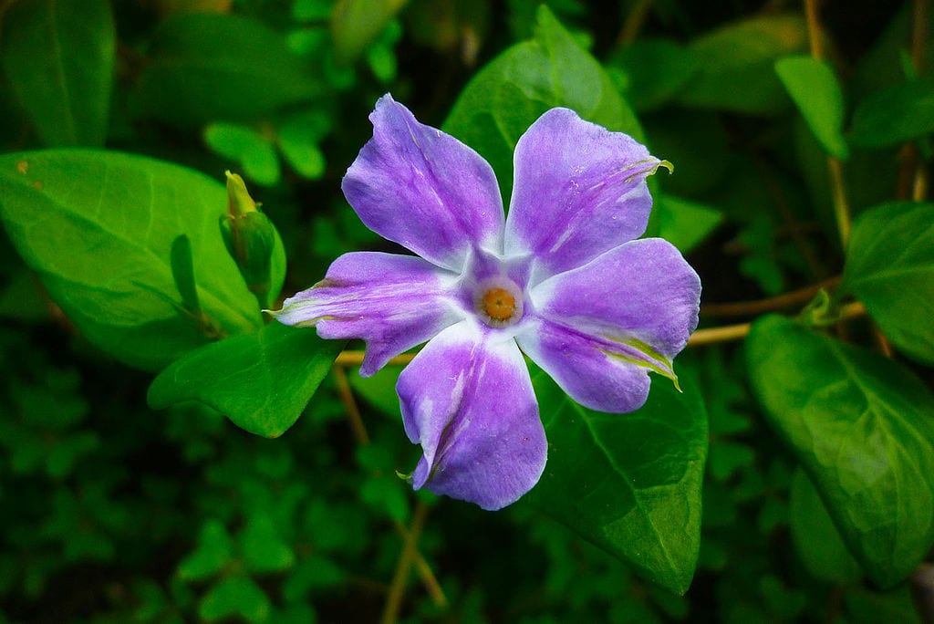 Mata de Vinca difformis en flor en una umbría