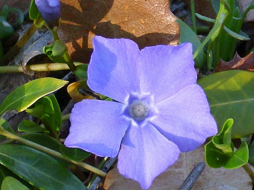 Flor de Vinca difformis con los lóbulos truncados y el azul pálido característico
