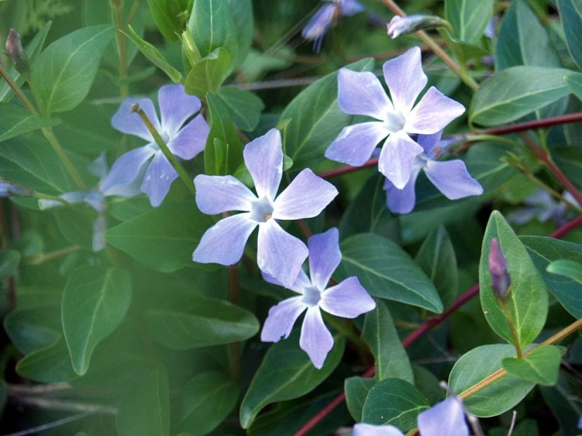 Vista de la Vinca difformis