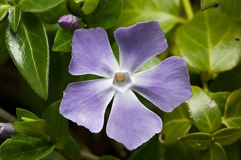 Flores del Vinca major