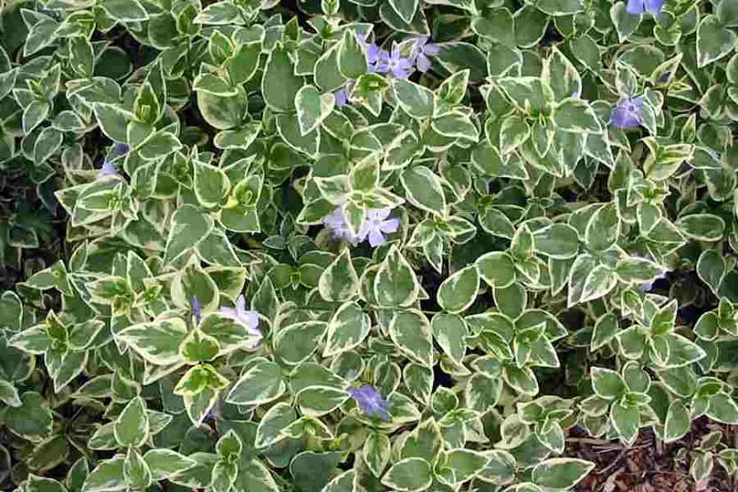 Suelo del jardin con bigaro
