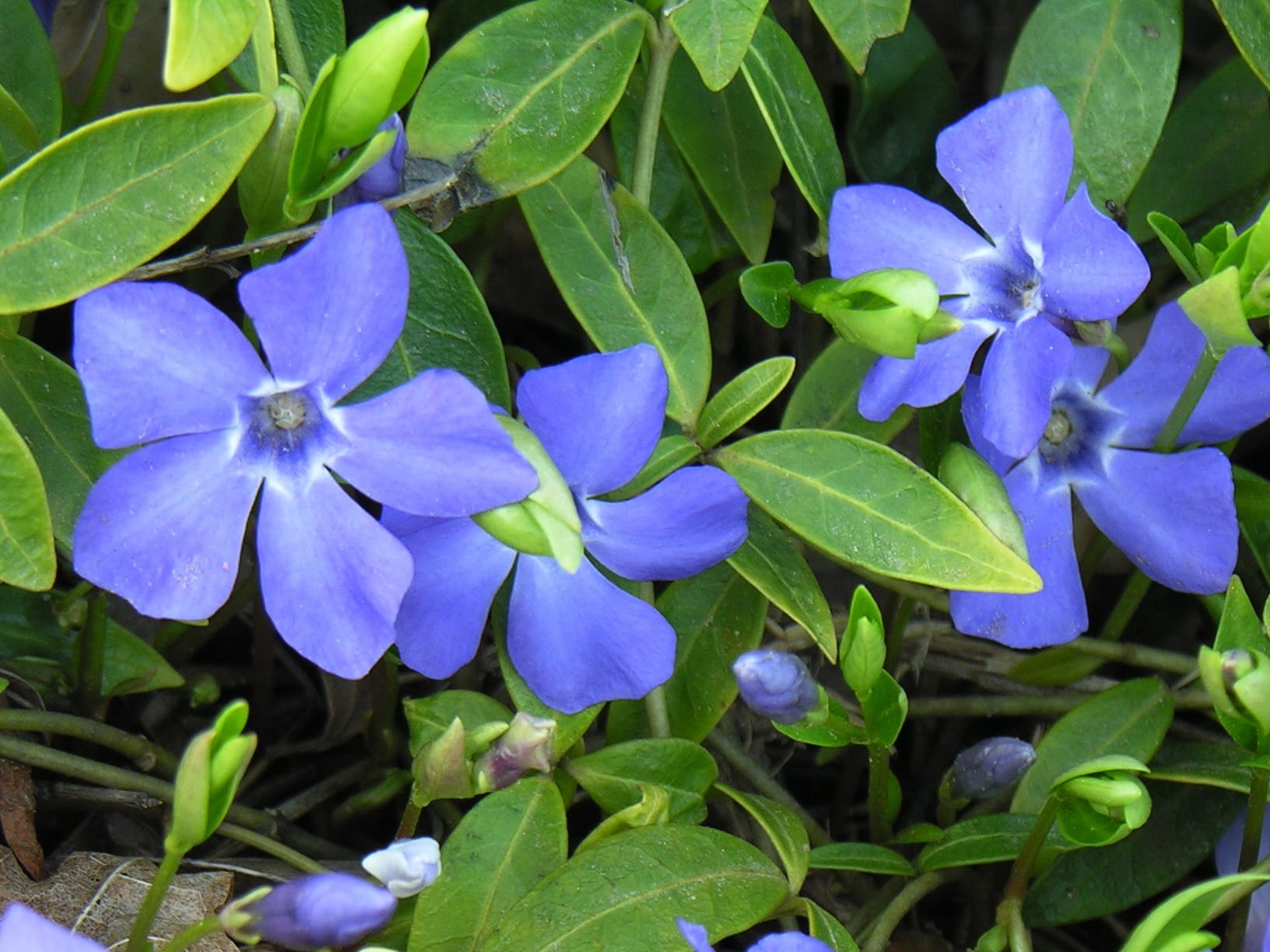 Tapiz de Vinca minor con flores azules bajo arbolado