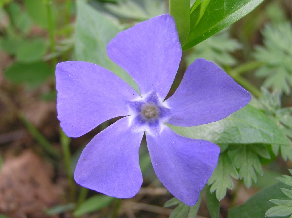 Vinca minor: cultivares, plantación y manejo del tapiz