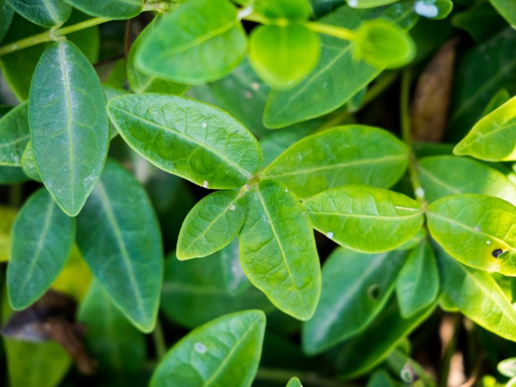 Vinca