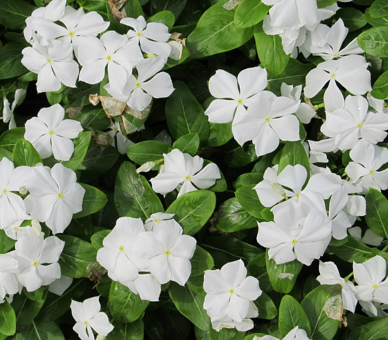 Flor blanca de un cultivar de Vinca minor