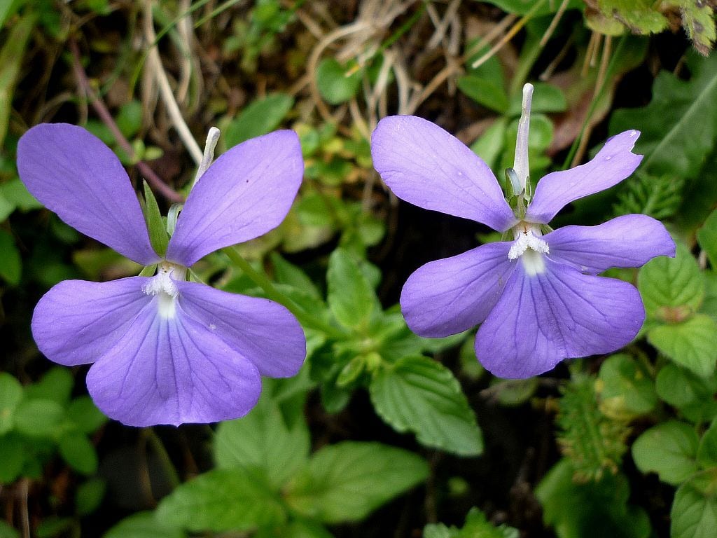 Mata de Viola cornuta cubierta de flores en un parterre