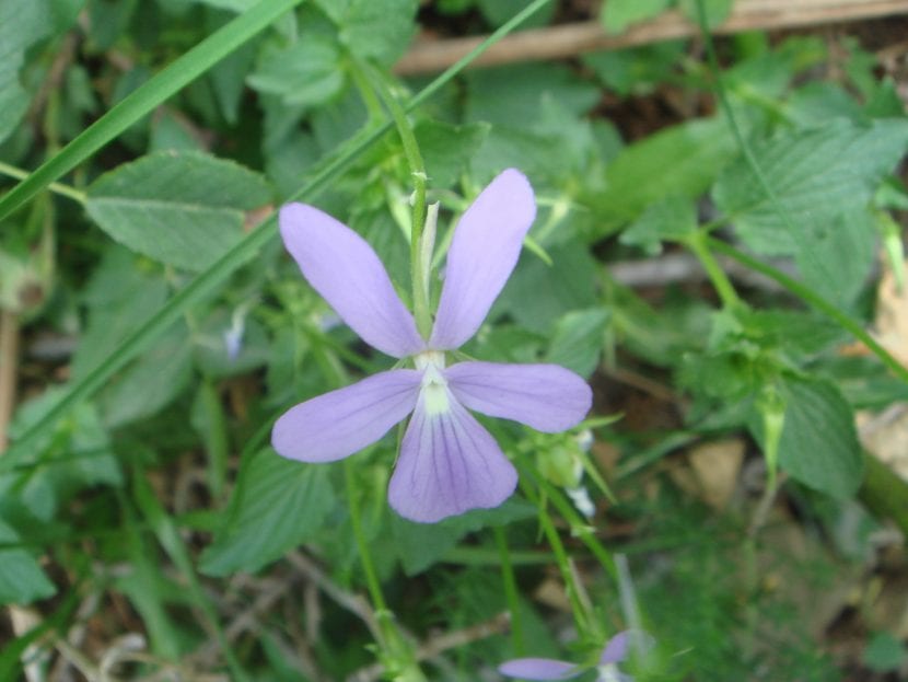 La Viola cornuta es una planta de flor